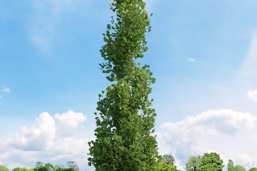 Liriodendron tulipifera 'Fastigiatum'