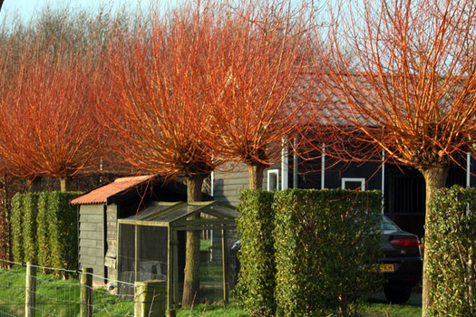 Salix alba 'Chermesina'