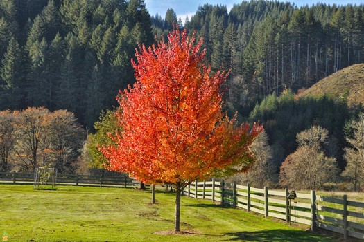 Acer rubrum 'October Glory'