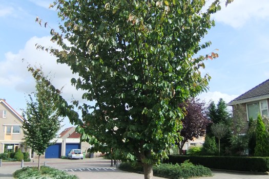 Parrotia persica