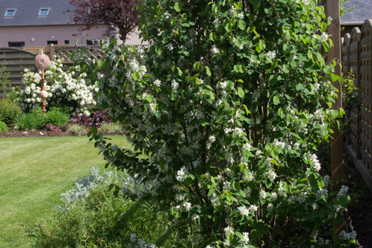 Amelanchier alnifolia 'Obelisk'