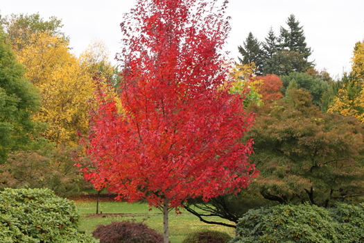 Acer rubrum 'Franksred'