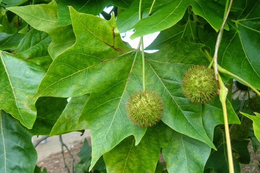 Platanus hispanica