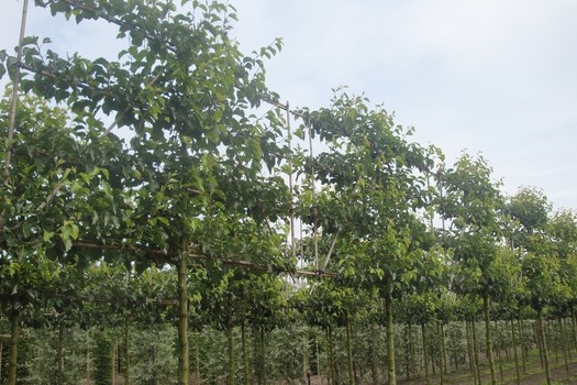 Pyrus calleryana 'Chanticleer' Leivorm