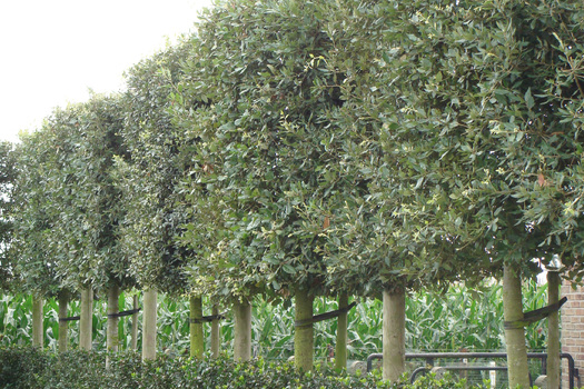 Quercus ilex 'Leivorm