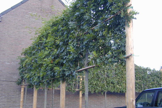 Quercus palustris Leivorm