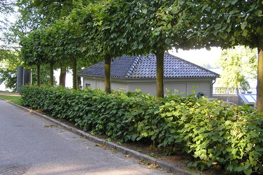 Tilia europaea 'Pallida'  Leivorm