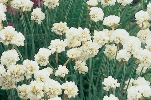 Armeria maritima 'Alba'