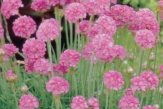 Armeria maritima 'Splendens'