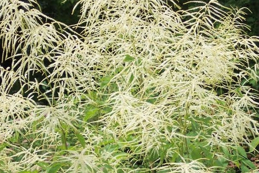 Aruncus dioicus