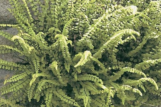 Asplenium trichomanes