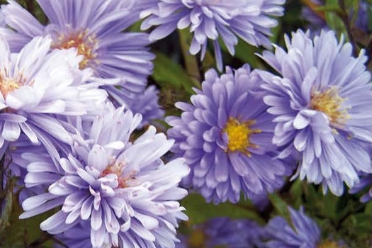 Aster novi-belgii 'Marie Ballard'