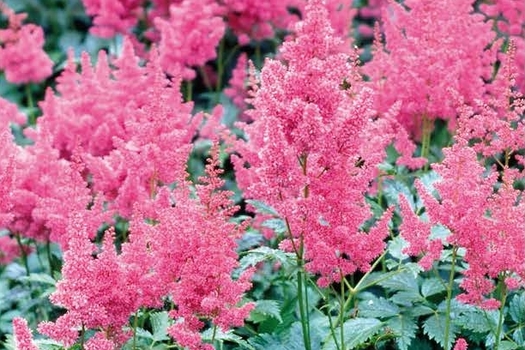 Astilbe 'Rheinland'