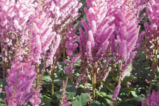 Astilbe chinensis 'Pumila'