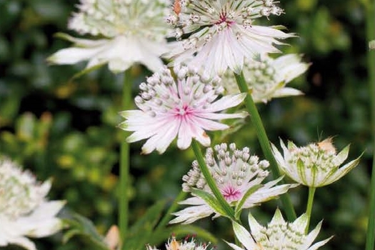 Astrantia major 'Superstar'