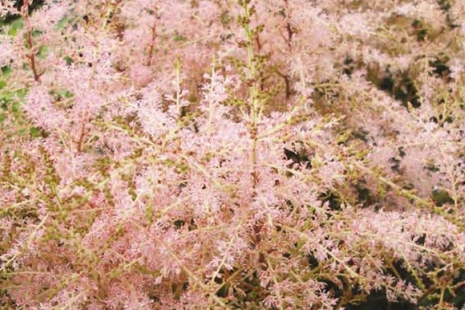 Astilbe 'Sprite'