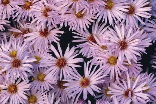 Aster 'Lady In Blue'