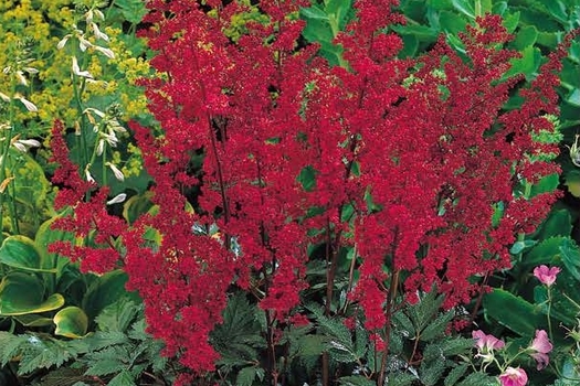 Astilbe 'Fanal'