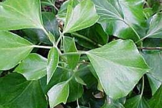 Hedera helix Arborescent Group