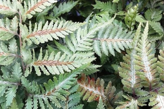 Athyrium niponicum pictum