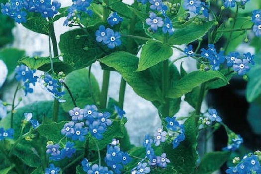 Brunnera macrophylla