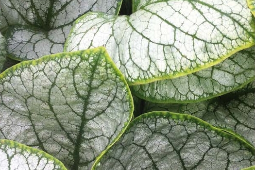 Brunnera macrophylla 'Jack Frost'