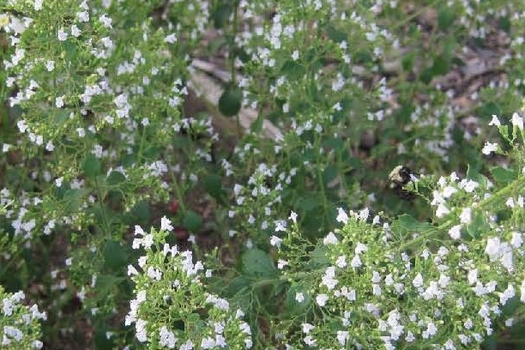 Calamintha nepeta nepeta