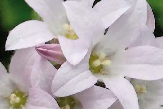 Campanula lactiflora 'Loddon Anna'