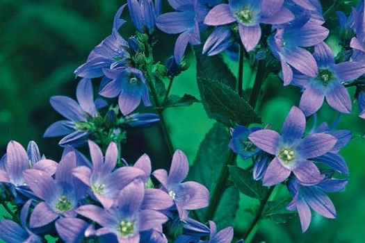 Campanula lactiflora 'Prichard's Variety'