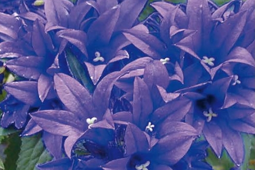 Campanula glomerata 'Superba'