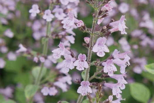 Calamintha nepeta 'Blue Cloud'