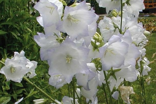 Campanula persicifolia 'Alba'