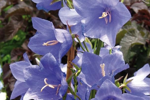 Campanula persicifolia 'Telham Beauty'