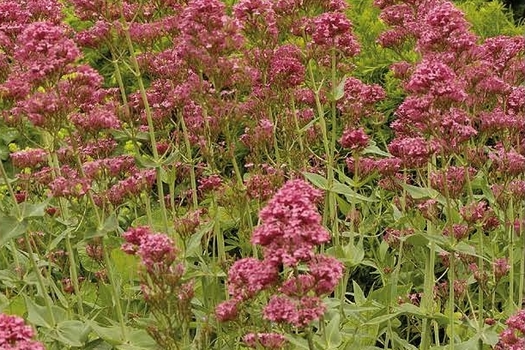 Centranthus ruber 'Coccineus'