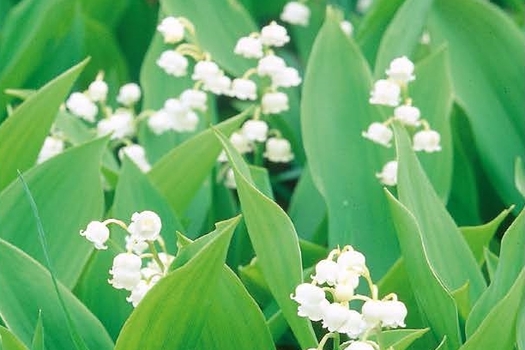 Convallaria majalis