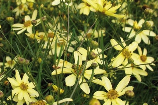 Coreopsis verticillata 'Moonbeam'