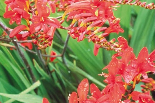 Crocosmia 'Lucifer'