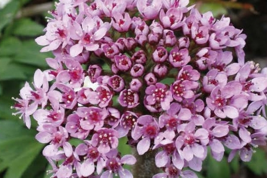 Darmera peltata