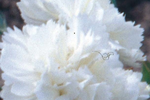 Dianthus 'Haytor White'
