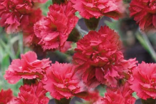 Dianthus 'Heidi'