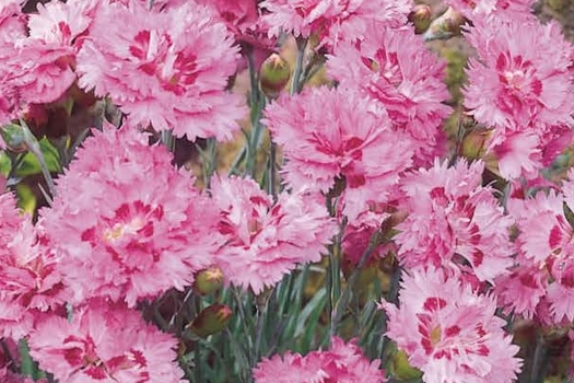 Dianthus 'Maggie'