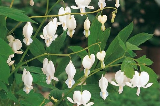 Dicentra spectabilis 'Alba'