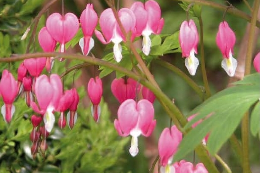 Dicentra spectabilis