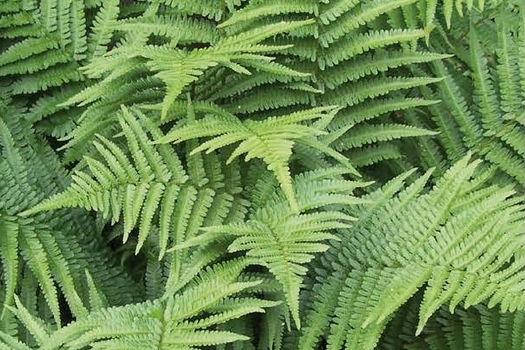 Dryopteris filix-mas