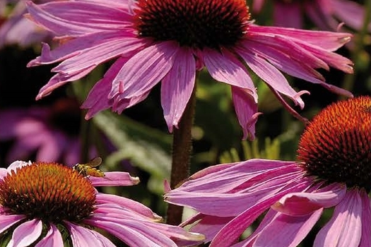 Echinacea purpurea