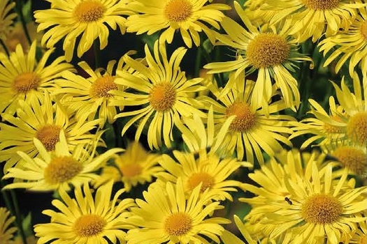 Doronicum orientale 'Little Leo'