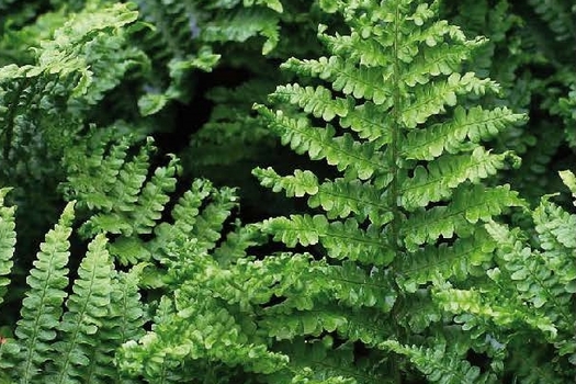 Dryopteris affinis