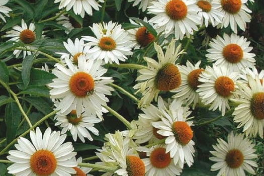 Echinacea purpurea 'White Swan'