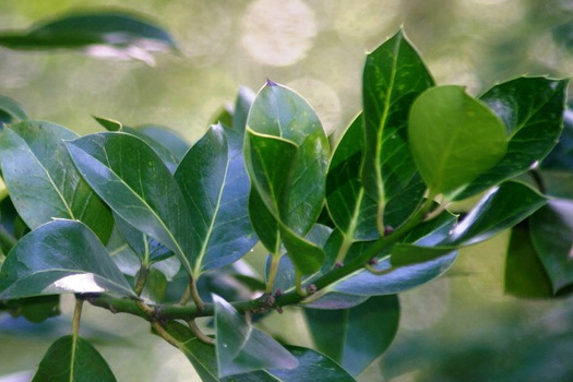 Ilex aquifolium 'J.C. van Tol'