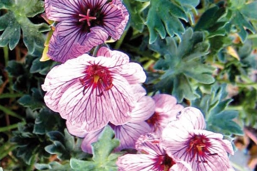 Geranium cinereum 'Ballerina'